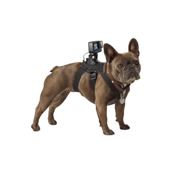 GoPro - Fetch