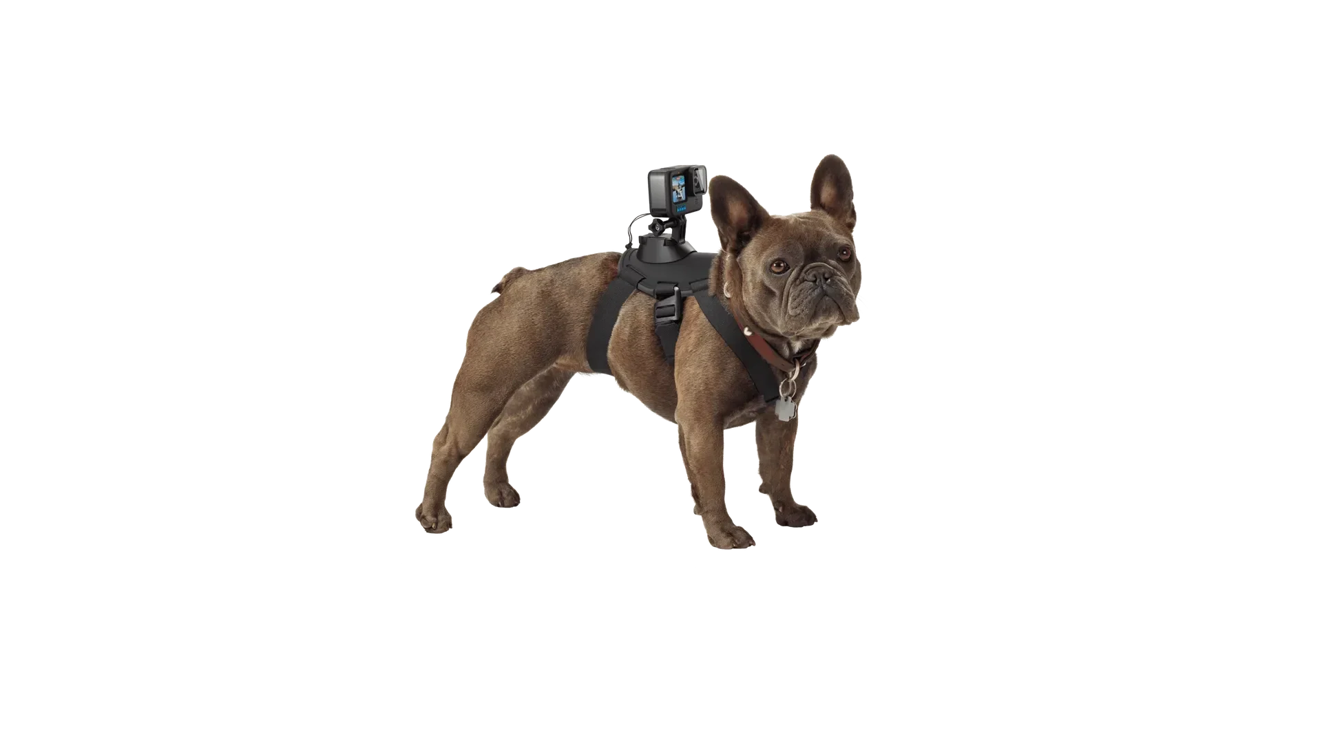 GoPro - Fetch