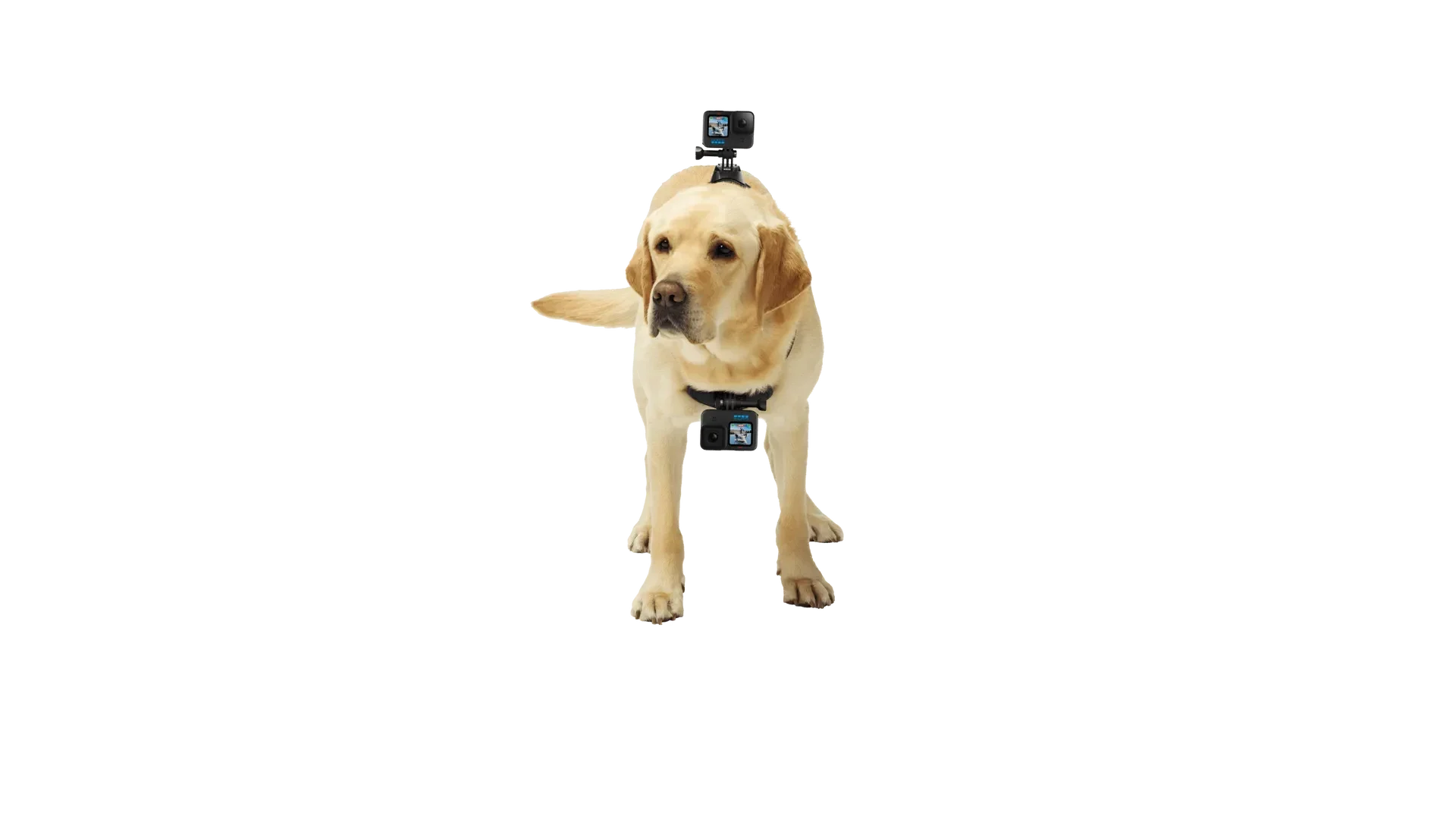 GoPro - Fetch