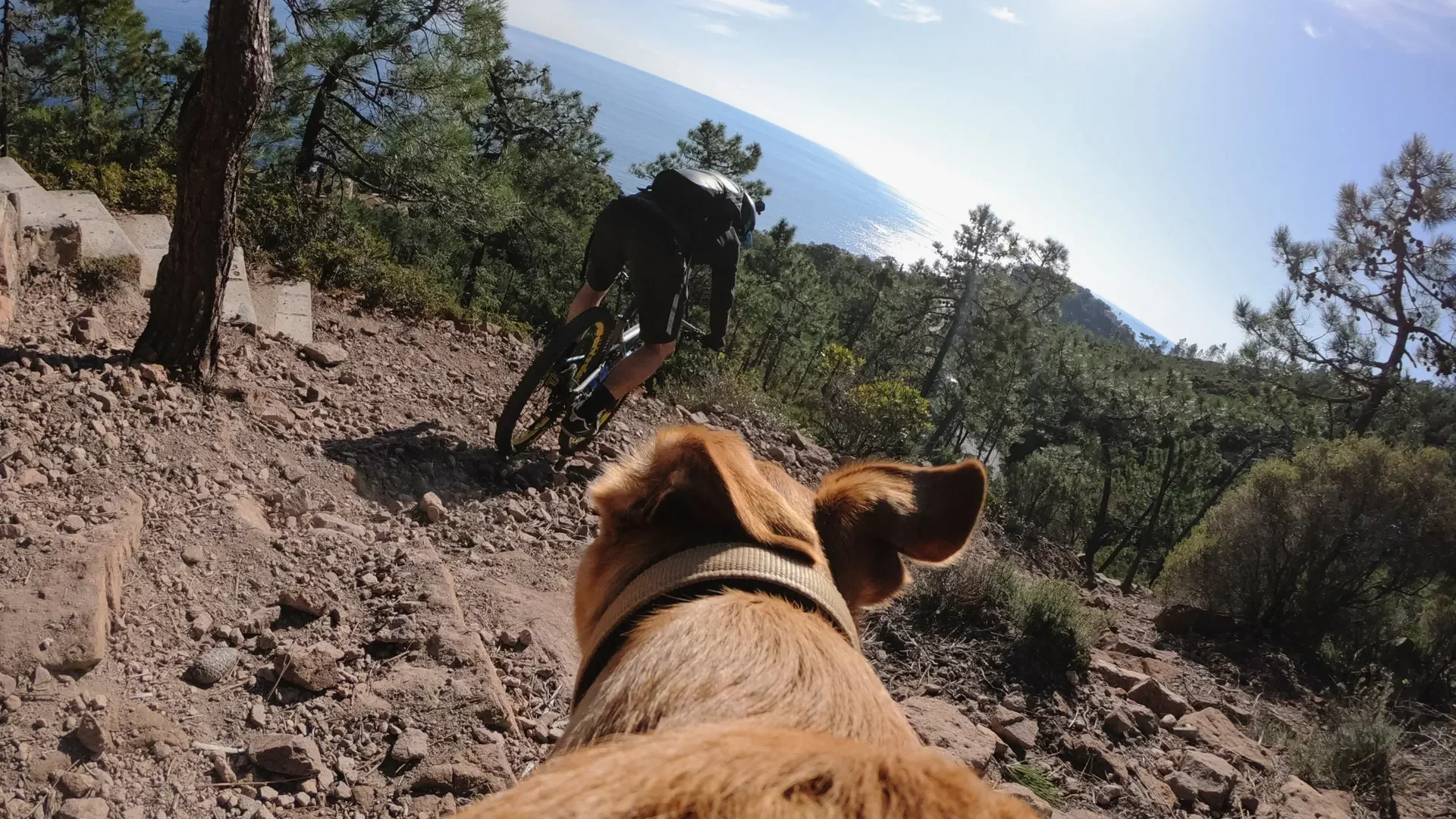 GoPro - Fetch
